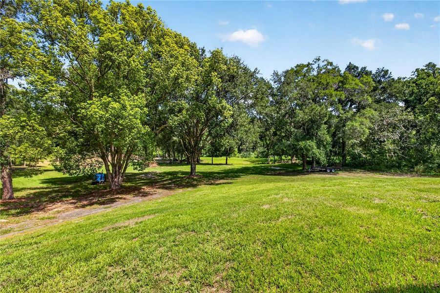 Natural landscape and outdoor views near  in Dade City (Image 61).