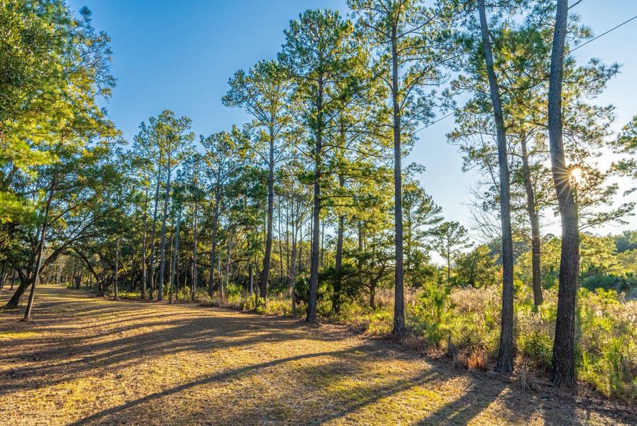 Natural landscape and outdoor views near  in Edisto Island (Image 71).