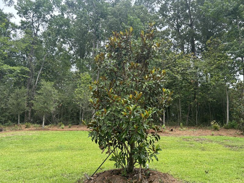 Natural landscape and outdoor views near  in Summerville (Image 37).