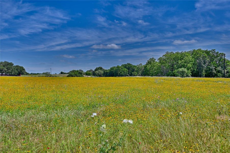 Vast fields of golden wildflowers stretch toward a distant tree line under an expansive blue sky.