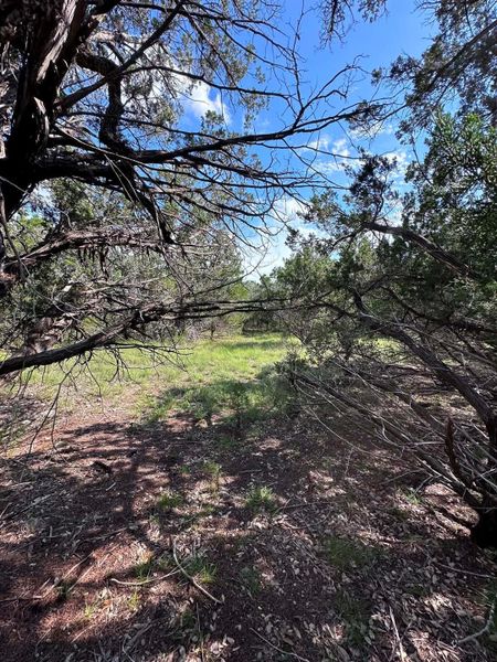 Discover a natural escape with abundant greenery and a sun-dappled path perfect for outdoor adventures.