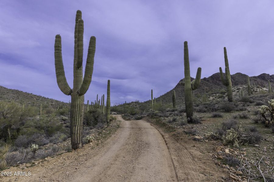 Saguaros