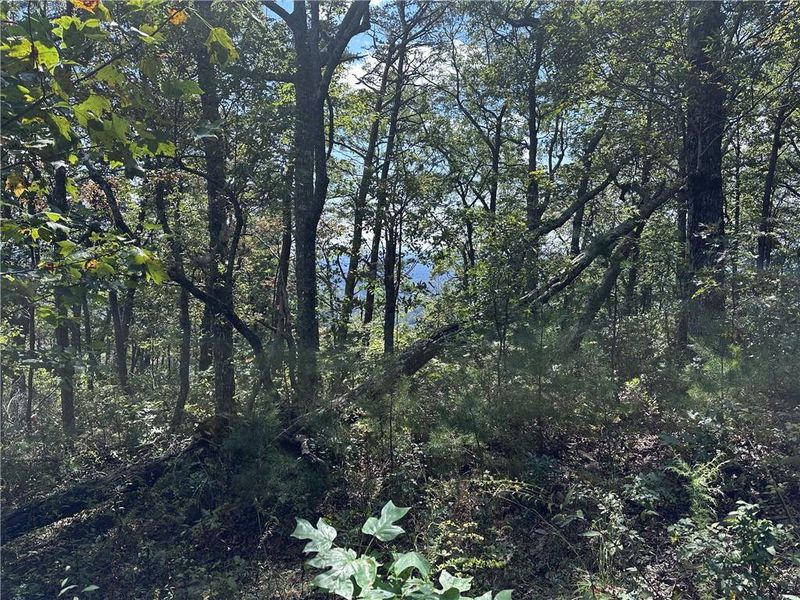 Natural landscape and outdoor views near  in Jasper (Image 11).