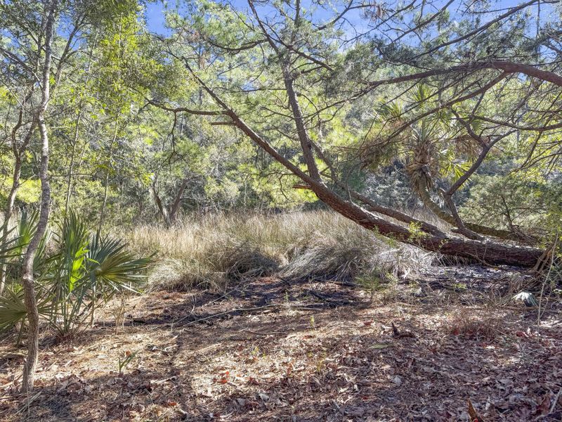 Natural landscape and outdoor views near  in Johns Island (Image 19).
