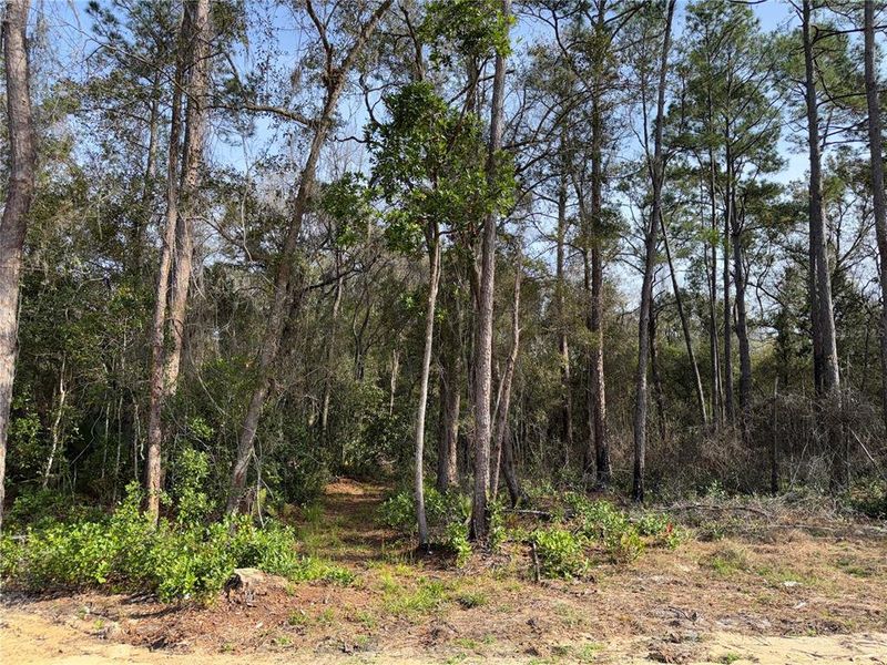 Natural landscape and outdoor views near in Ocala (Image 17). Natural landscape and outdoor views near in Ocala (Image 17).