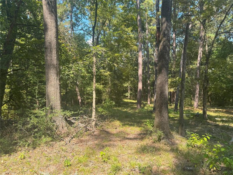 Follow this trail to the back half of the property - there is 3.787 acres for you to enjoy!