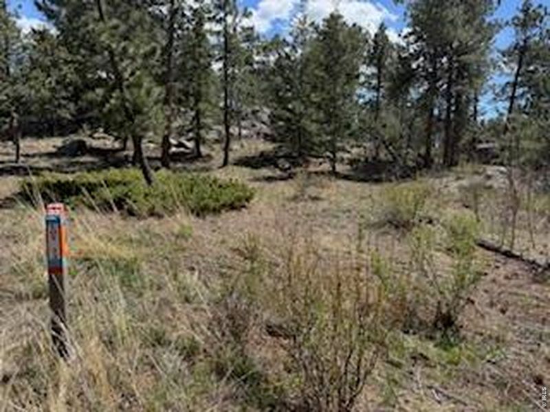 Natural landscape and outdoor views near  in Red Feather Lakes (Image 29).