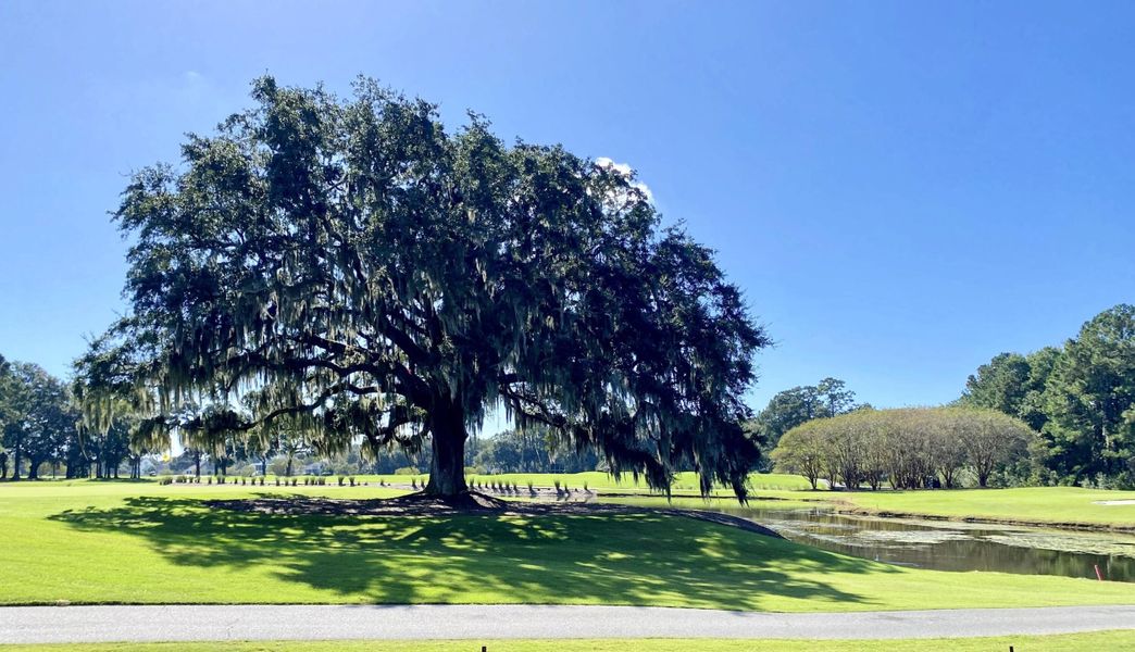 Natural landscape and outdoor views near Charleston Proper in Johns Island (Image 13).