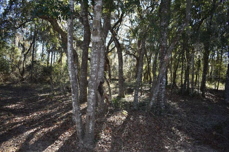 Natural landscape and outdoor views near  in Williston (Image 57).