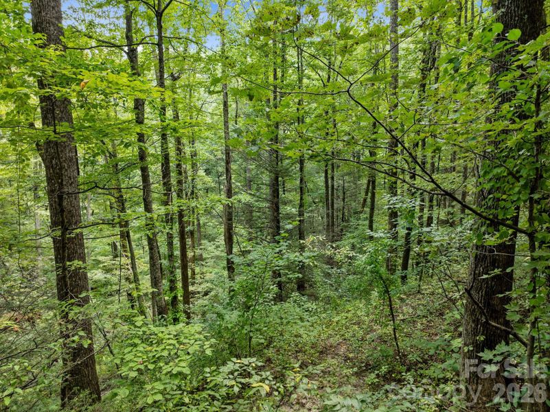 Natural landscape and outdoor views near  in Saluda (Image 6).