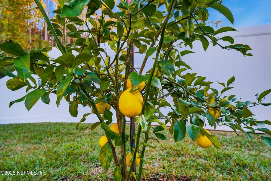 Natural landscape and outdoor views near Parkland Preserve in St. Augustine (Image 34).