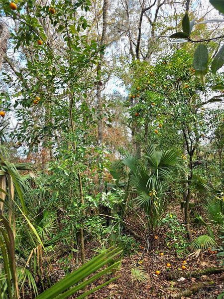 Natural landscape and outdoor views near  in Brooksville (Image 41).