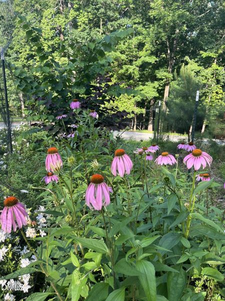 Garden Garden