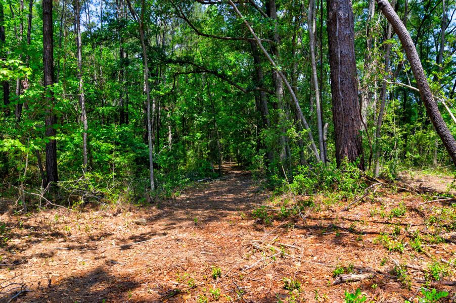 Natural landscape and outdoor views near  in Charleston (Image 42).
