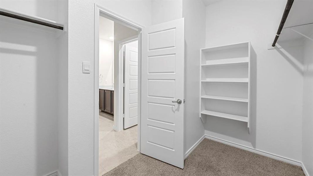 Walk-in closet featuring carpet flooring, built-in shelving, and a hanging rod