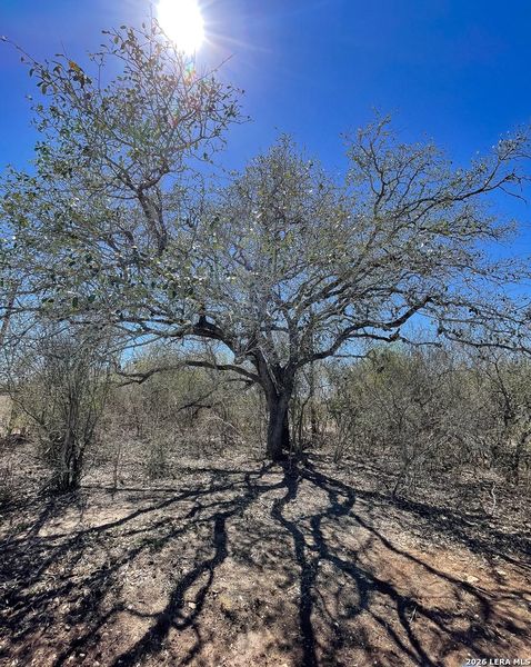 Natural landscape and outdoor views near  in Beeville (Image 14).