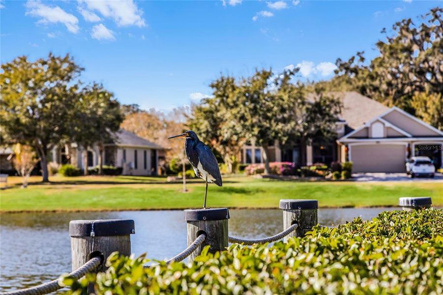 Community amenities in Lakes of Mount Dora, Mount Dora (Image 37).