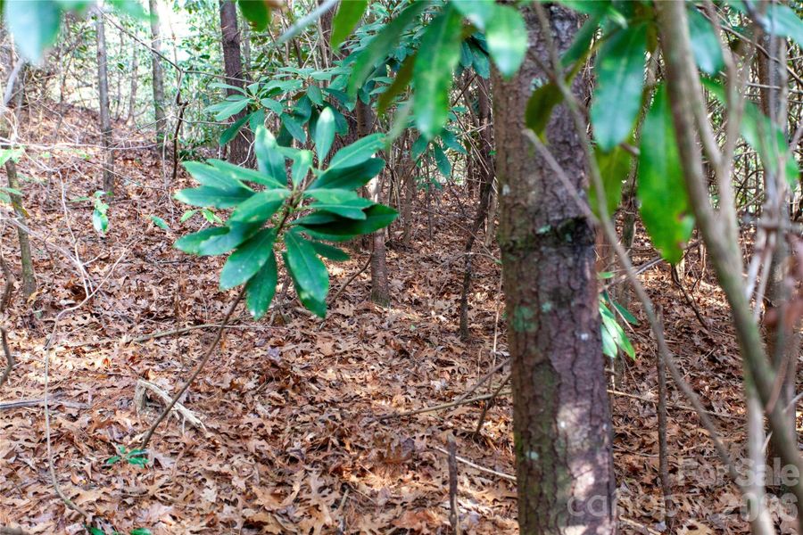 Natural landscape and outdoor views near  in Penrose (Image 6).