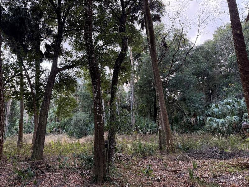 Natural landscape and outdoor views near  in Citra (Image 16).