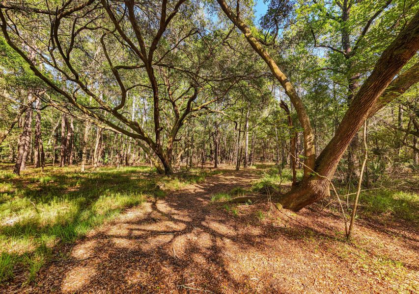 Natural landscape and outdoor views near  in Edisto Island (Image 33).