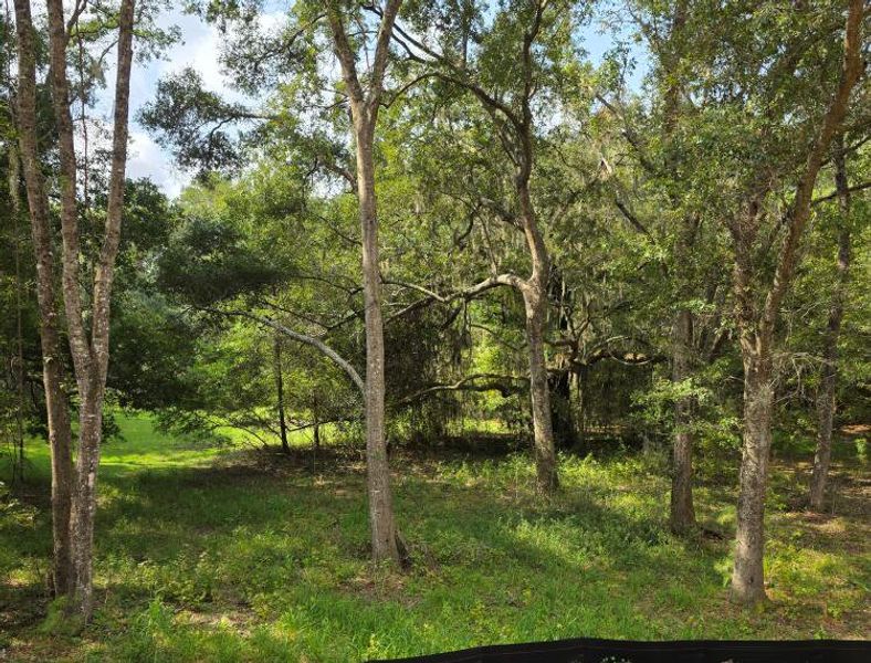Natural landscape and outdoor views near  in Edisto Island (Image 19).