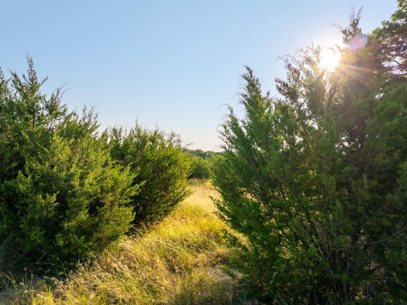 View of undeveloped land