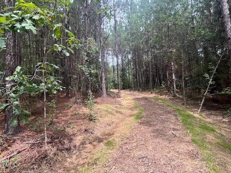 Fun nature walks in Williams Grove