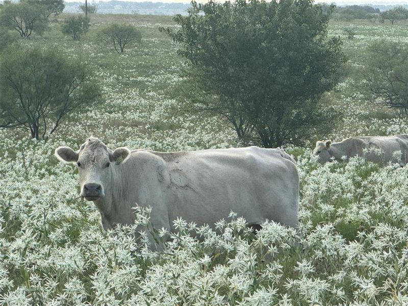 Natural landscape and outdoor views near in Decatur (Image 6). Natural landscape and outdoor views near in Decatur (Image 6).