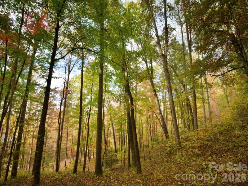 Natural landscape and outdoor views near in Arden (Image 23). Natural landscape and outdoor views near in Arden (Image 23).
