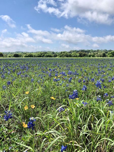 Get ready for Spring and the Bluebonnets of Texas!  These seasonal photos taken by the seller last year