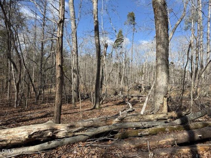 IMG_3231 Medium IMG_3231 Medium