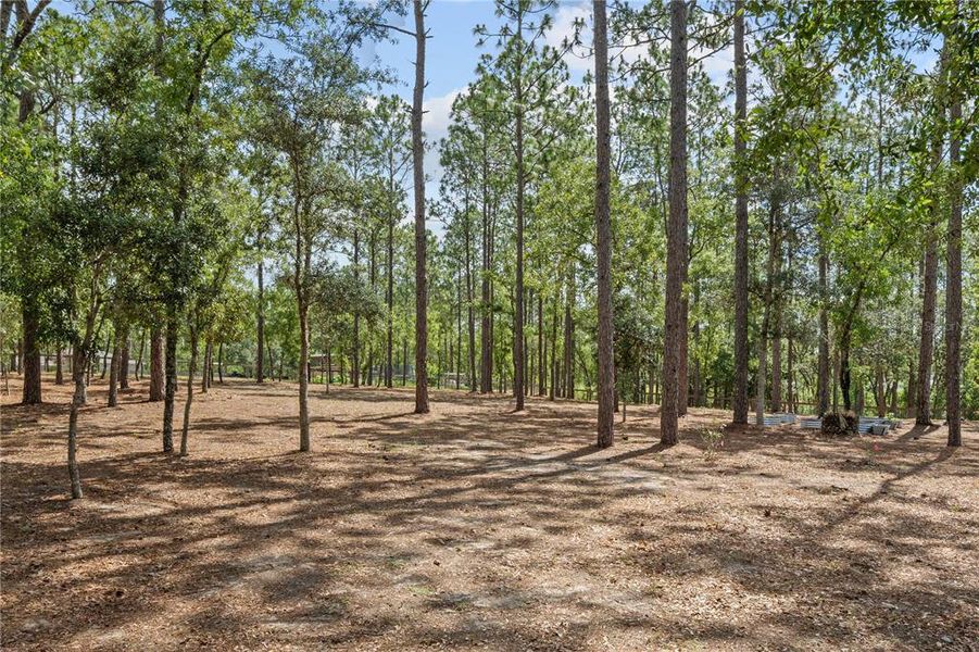 Natural landscape and outdoor views near  in Dunnellon (Image 54).