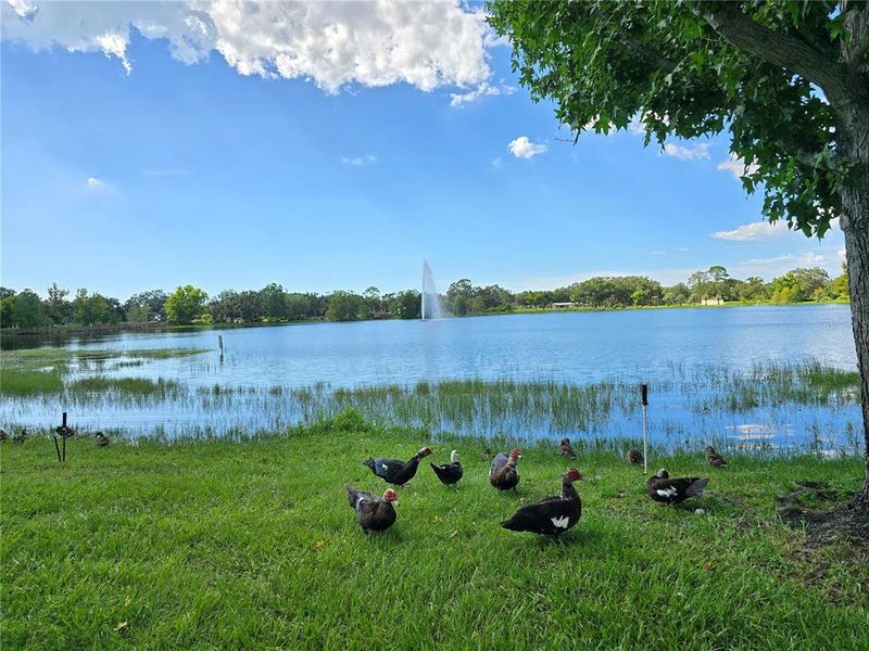 Natural landscape and outdoor views near in Clearwater (Image 21). Natural landscape and outdoor views near in Clearwater (Image 21).