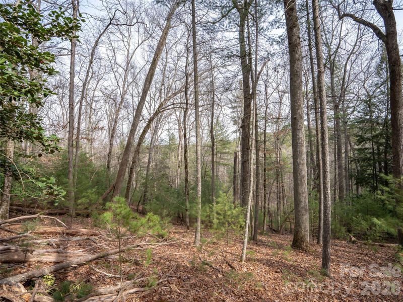 Natural landscape and outdoor views near  in Asheville (Image 12).