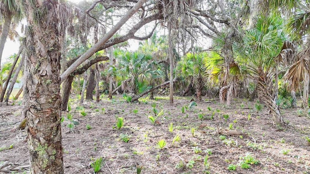 Natural landscape and outdoor views near  in North Port (Image 41).