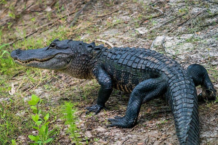 Image 62 of a home in . Image 62 of a home in .