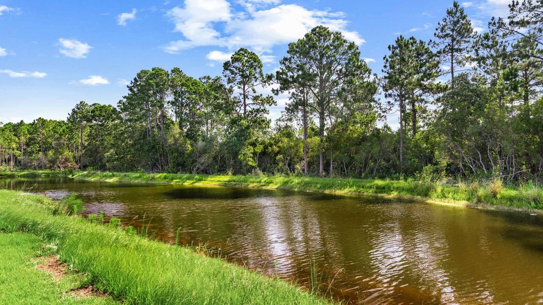 Natural landscape and outdoor views near Buffer Farms in Port Saint Joe (Image 33).