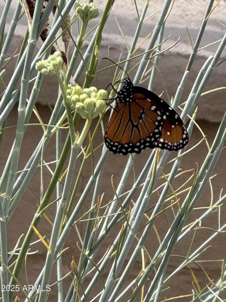 Your garden! Your garden!
