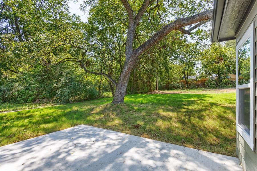 View of green lawn with majestic Pecan tree. View of green lawn with majestic Pecan tree.