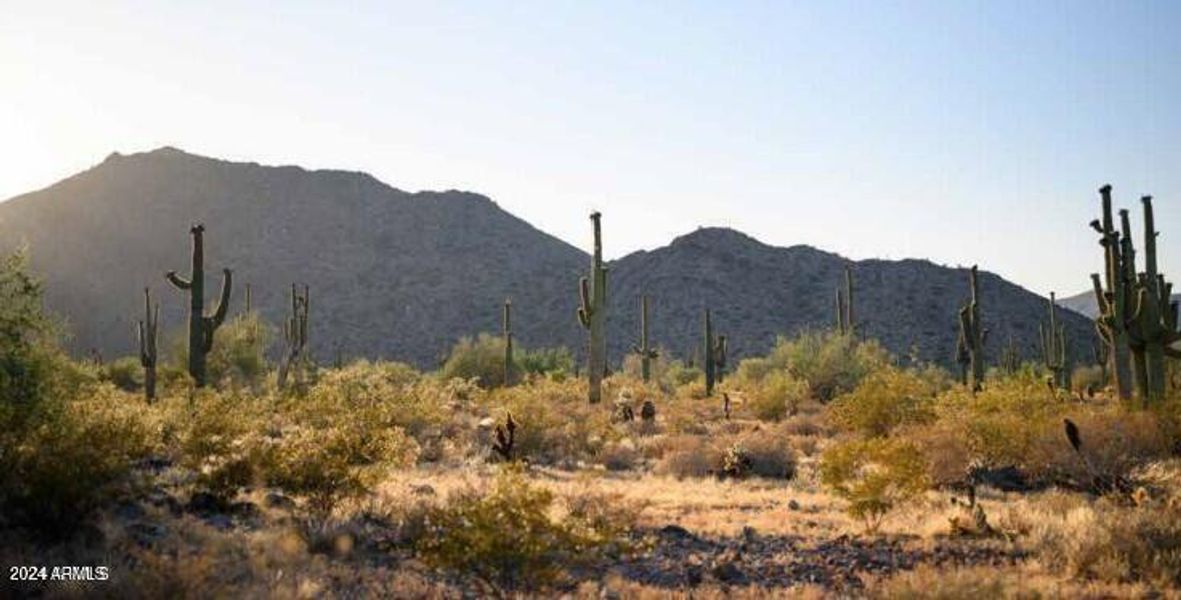 Picture of Saguro cacti and Mountains