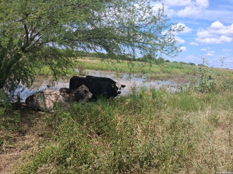 Natural landscape and outdoor views near in Floresville (Image 37). Natural landscape and outdoor views near in Floresville (Image 37).