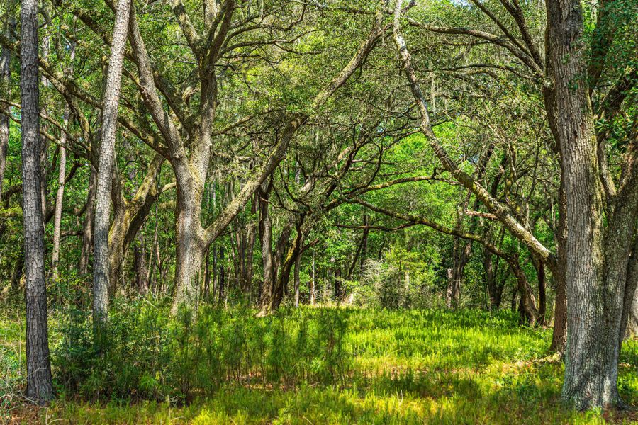 Natural landscape and outdoor views near  in Edisto Island (Image 27).