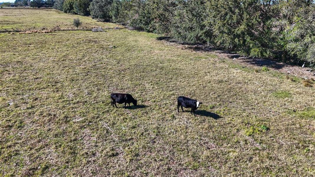 Cows from the back pasture make excellent neighbors.