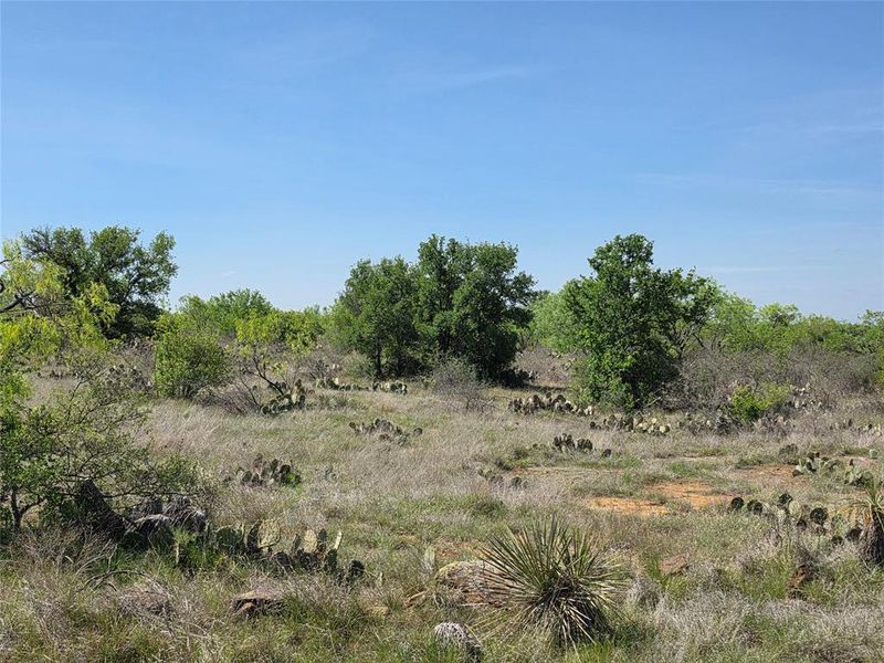 Natural landscape and outdoor views near  in San Saba (Image 27).