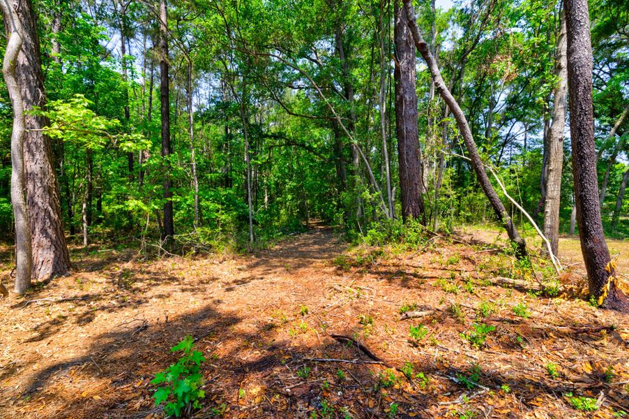 Natural landscape and outdoor views near  in Charleston (Image 48).