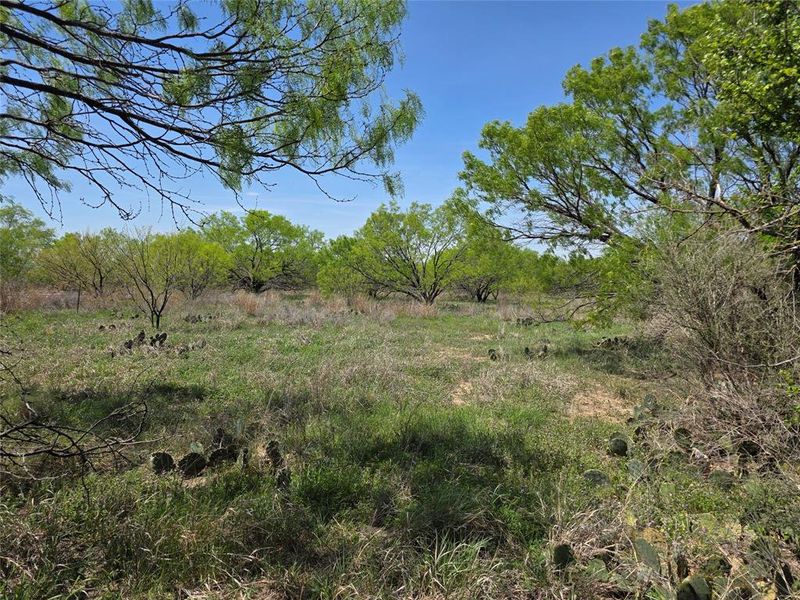 Natural landscape and outdoor views near  in San Saba (Image 25).