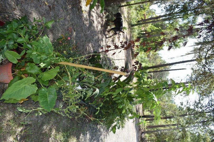 Natural landscape and outdoor views near  in Williston (Image 52).