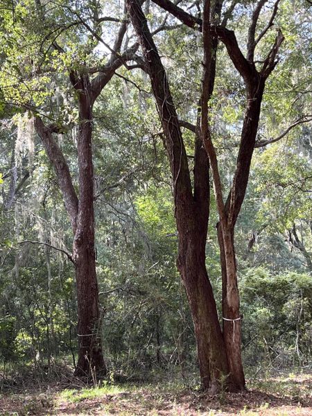 Natural landscape and outdoor views near  in Johns Island (Image 26).