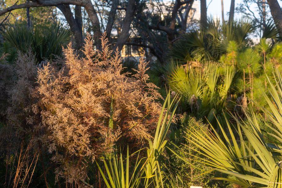 Natural landscape and outdoor views near  in Charleston (Image 66).