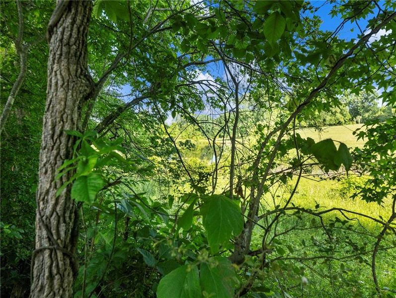 Natural landscape and outdoor views near  in Gainesville (Image 36).